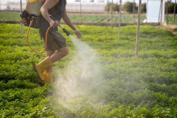 Best Wasp Removal Services  in Ashland, WI